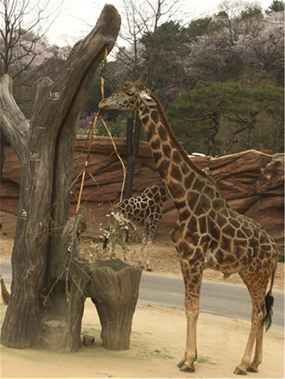 야생동물 관리 실습 사진